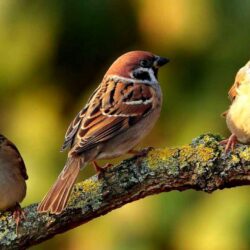 Sparrows Birds Hd Wallpapers
