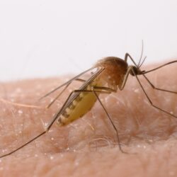 7 Mosquito HD Wallpapers