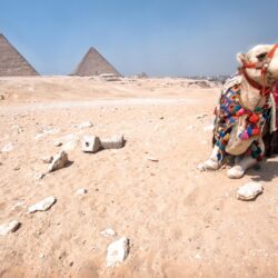 Pyramids of Giza and camel Wallpapers