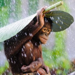 Wallpapers Chimpanzee, Congo River, tourism, banana, leaves, rain