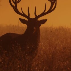 Download Deer, Sunset, Dusk Wallpapers for iPhone 8