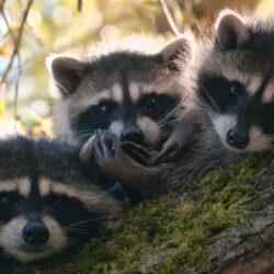 Baby Raccoons Wallpapers free download in high quality widescreen