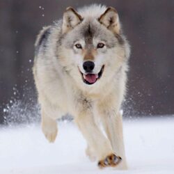 Wallpapers Hd Wolf Image 6 HD Wallpapers