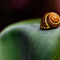 Snail Wallpapers, PC, Laptop 35 Snail Backgrounds in FHD