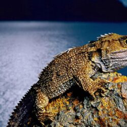 Wallpapers New Zealand, lizard, reptile, tuatara, clubology