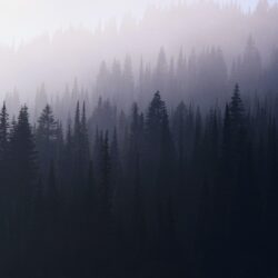 forest, mist :: Wallpapers