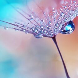 Download Wallpapers For Android, Flower, Water Drops, Dew