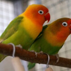 Image For > Love Birds Image Hd