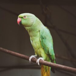 500+ Parrot Pictures