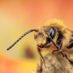 honey bee image