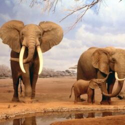 Fonds d&Elephant : tous les wallpapers Elephant