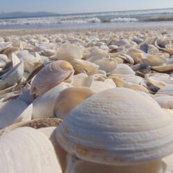 Pile of Beige Seashells Near Seashore · Free Stock Photo