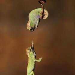 Cute Chameleon iPhone Wallpapers