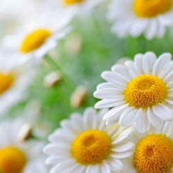 Wallpapers For > White Daisy Wallpapers