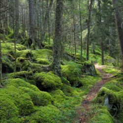 10 Things To Do in The Great Smoky Mountains National Park