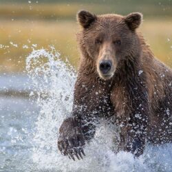 Wallpapers Brown Bears Bears Katmai National Park Spray Animals