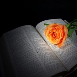peach rose on Bible : Desktop and mobile wallpapers : Wallippo