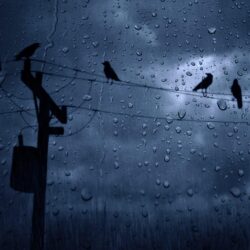 Crows In The Rain Wallpapers