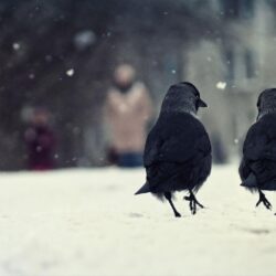 HD Crows Backgrounds