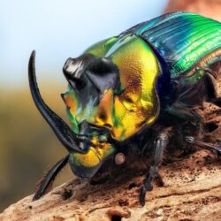 Wallpapers macro, beetle, insect, Rhinoceros beetle image