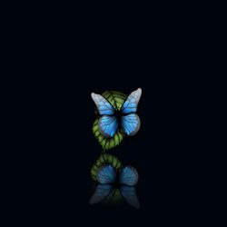 Butterfly wallpapers hd with beauty,butterfly wallpapers image with