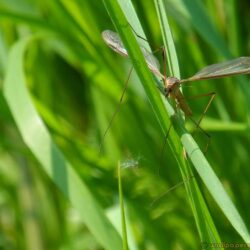 Crane Fly In The Grass