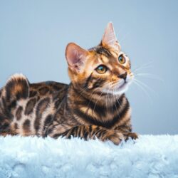Bengal Cat HD Wallpapers Wallpapers Themes