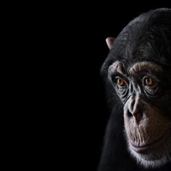 PC.85: Chimpanzee Wallpapers