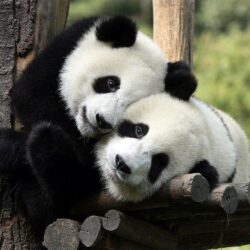 Two panda bears in a tree wallpapers