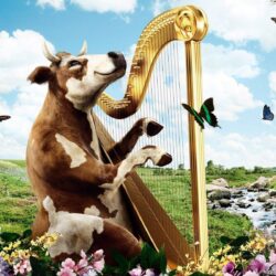 harp cow nature HD wallpapers