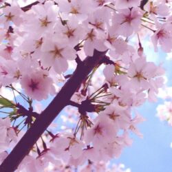 Cherry Blossom iPhone 6 Plus Wallpapers 6556