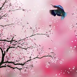 Cherry Blossom Drawing Wallpapers at GetDrawings