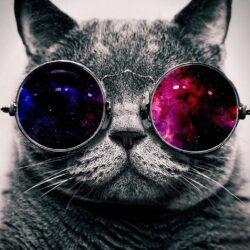 Download wallpapers cat, face, glasses, thick standard 5:4
