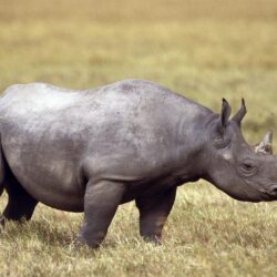 Photo of black rhino in wild HD wallpapers