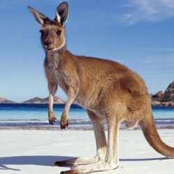 Image Kangaroo Australia Beach Sea Animals