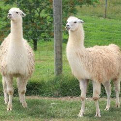 Llama