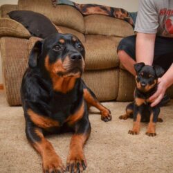 Mother and baby of rottweiler wallpapers