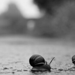 Snails crossing road in the rain HD Wallpapers