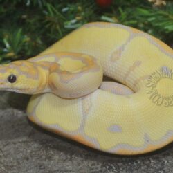 Introducing the 2018 Ball Python Holdbacks