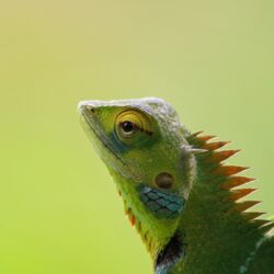 Wallpapers 4k Chameleon 4k 4k