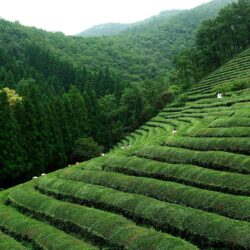 Stunning Pictures of South Korea’s Tea Plantations