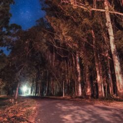 Download wallpapers trees, night, stars, road, parana