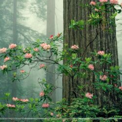 Rhododendrons in Bloom, Redwood National Park, California Wallpapers
