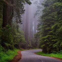 Redwood National Park, California HD desktop wallpapers