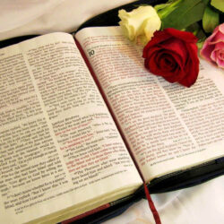 Roses on the Bible wallpapers