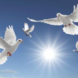 Dove Wallpapers: Find best latest Dove Wallpapers in HD for your PC