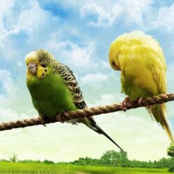 Love Birds Wallpapers