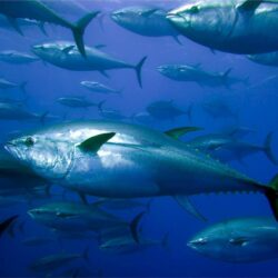 6 Tuna HD Wallpapers