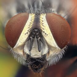 Macro photography of flies face, animals, nature, insect HD