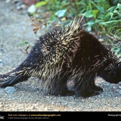 Free Porcupine Wallpapers download